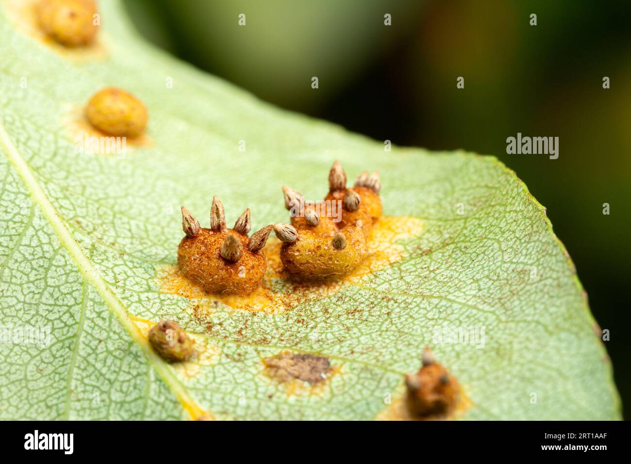 Gymnosporangium sabinae (European Pear Rust) fruiting bodies on underside of pear leaves Stock Photo