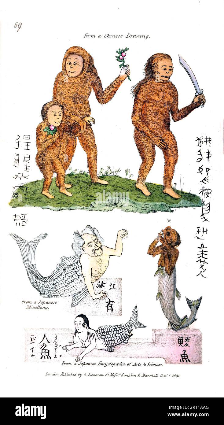 Miscellaneous Illustrations of Simia Satyrus, and mermaids from a Japanese encyclopedia  Coloured Plate from ' The Naturalist's repository, or, Monthly miscellany of exotic natural history by Donovan, E. (Edward), 1768-1837 Volume 2 1824 Consisting of elegantly coloured plates with appropriate scientific and general directions of the most curious, scarce, and beautiful productions of nature that have been recently discovered in various parts of the world the latest improvements in the various department of science most important discoveries of quadrupeds, birds, fishes,insects, shells, marine Stock Photo