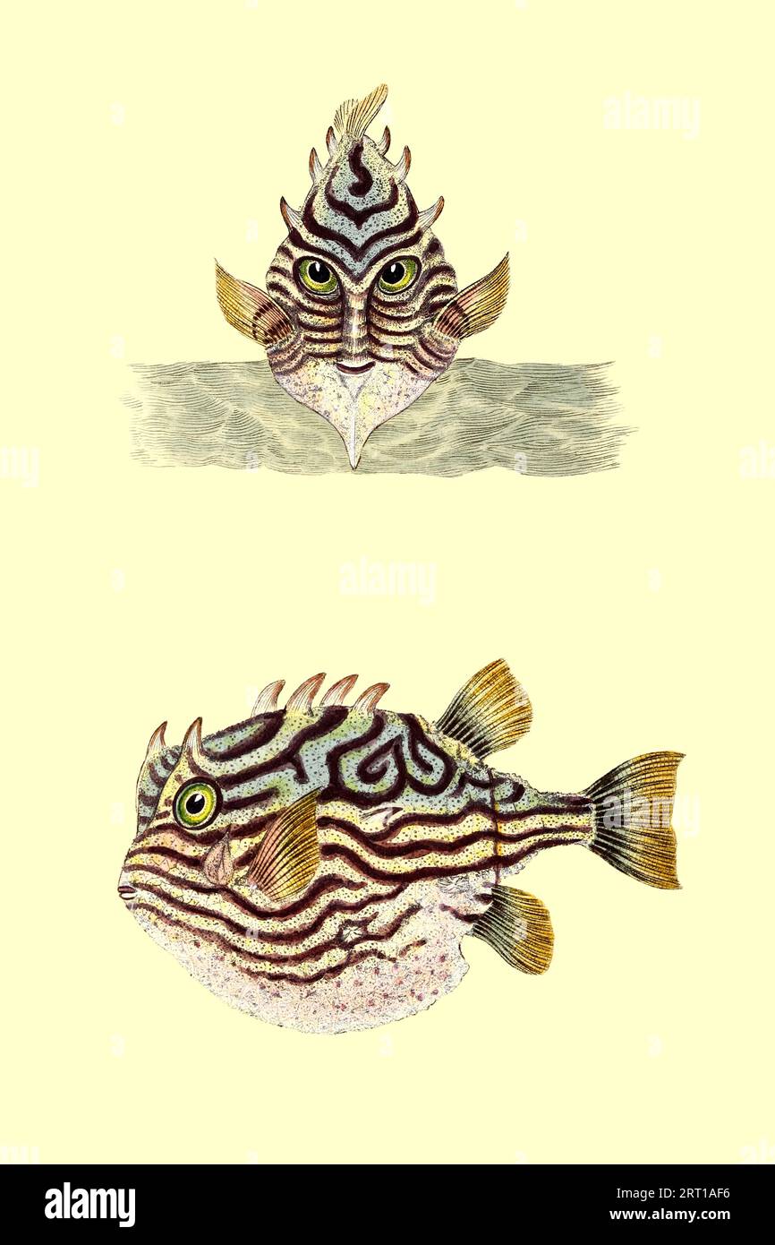 Aracana aurita, striped cowfish, Shaw's cowfish, striped boxfish, painted boxfish, southern cowfish or Shaw's boxfish is a species of boxfish native to the Eastern Indian Ocean. Here as Tobinii Ostracion, Tobin's Striped Trunk-fish Coloured Plate from ' The Naturalist's repository, or, Monthly miscellany of exotic natural history by Donovan, E. (Edward), 1768-1837 Volume 2 1824 Consisting of elegantly coloured plates with appropriate scientific and general directions of the most curious, scarce, and beautiful productions of nature that have been recently discovered in various parts of the worl Stock Photo