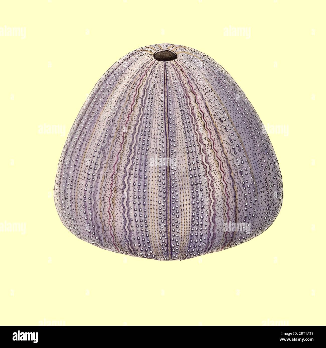 Echinus Lamarkii, Lamarck's Echinus or Chinese Sea Urchin Coloured Plate from ' The Naturalist's repository, or, Monthly miscellany of exotic natural history by Donovan, E. (Edward), 1768-1837 Volume 3 1825 Consisting of elegantly coloured plates with appropriate scientific and general directions of the most curious, scarce, and beautiful productions of nature that have been recently discovered in various parts of the world the latest improvements in the various department of science most important discoveries of quadrupeds, birds, fishes,insects, shells, marine productions, and every other in Stock Photo