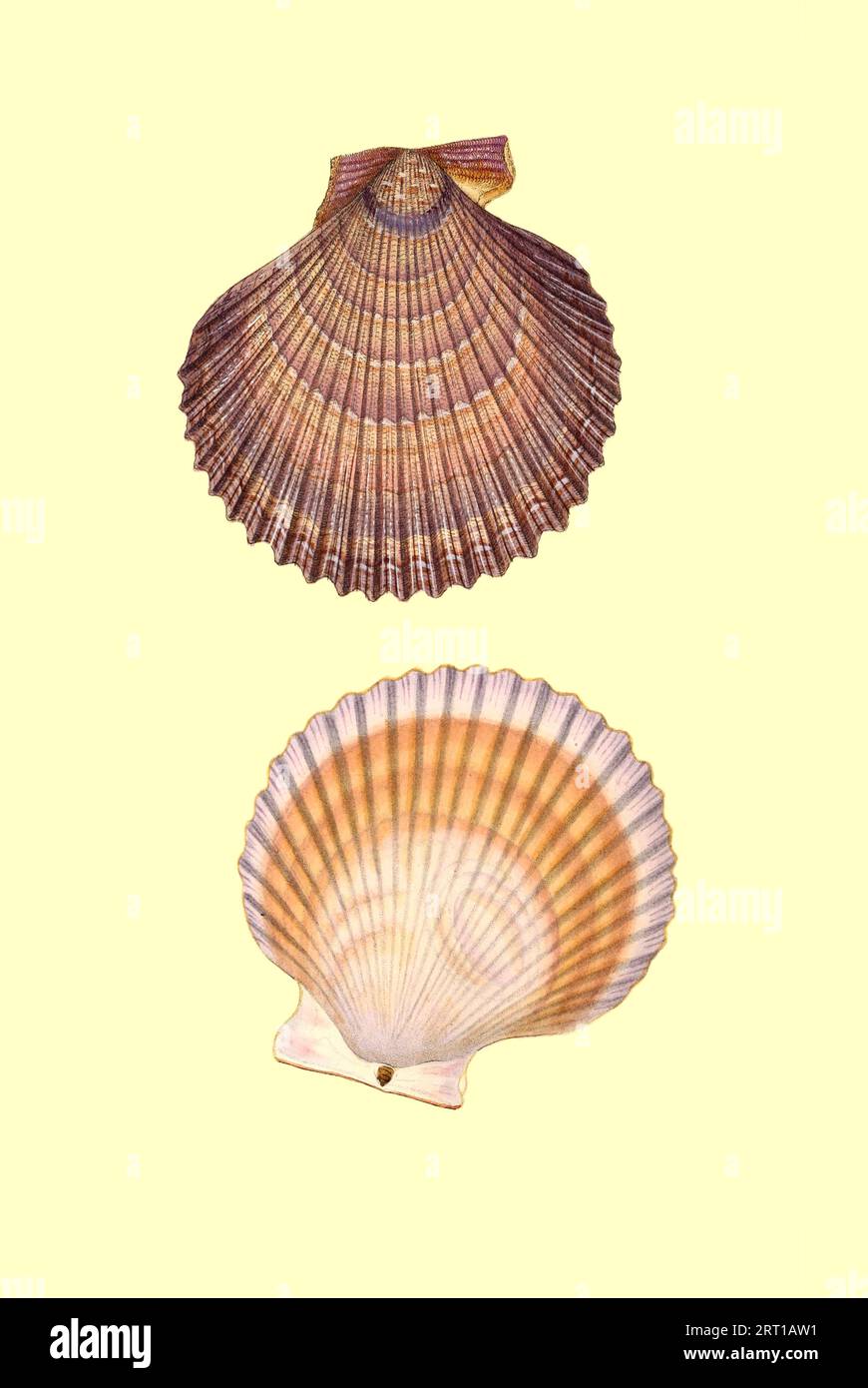 Ostrea matonii, Maton's Scollop or Pecten. Pecten is a genus of large scallops or saltwater clams, marine bivalve molluscs in the family Pectinidae, the scallops. Coloured Plate from ' The Naturalist's repository, or, Monthly miscellany of exotic natural history by Donovan, E. (Edward), 1768-1837 Volume 3 1825 Consisting of elegantly coloured plates with appropriate scientific and general directions of the most curious, scarce, and beautiful productions of nature that have been recently discovered in various parts of the world the latest improvements in the various department of science most i Stock Photo