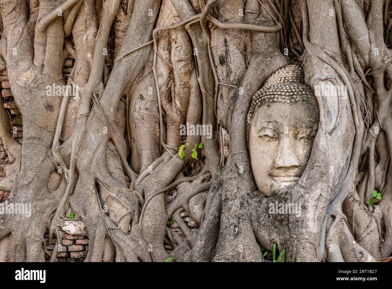 Ayutthaya Buddha Head, Thailand Stock Photo Alamy