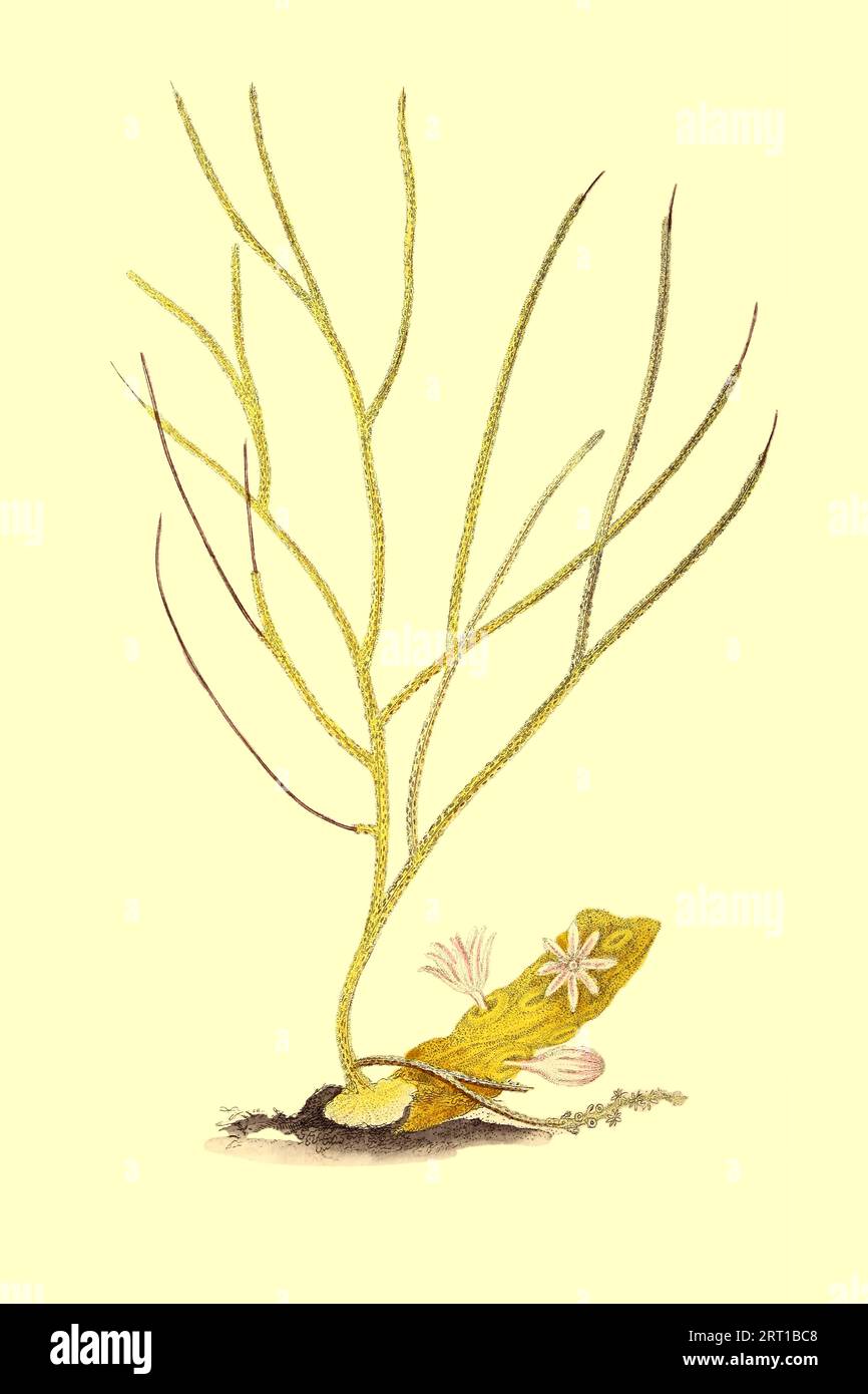 Gorgonia ceratophyta, var. flava, Filiform Gorgonia, yellow variety Alcyonacea are a species of sessile colonial cnidarians that are found throughout the oceans of the world. Coloured Plate from ' The Naturalist's repository, or, Monthly miscellany of exotic natural history by Donovan, E. (Edward), 1768-1837 Volume 4 1826 Consisting of elegantly coloured plates with appropriate scientific and general directions of the most curious, scarce, and beautiful productions of nature that have been recently discovered in various parts of the world the latest improvements in the various department of sc Stock Photo