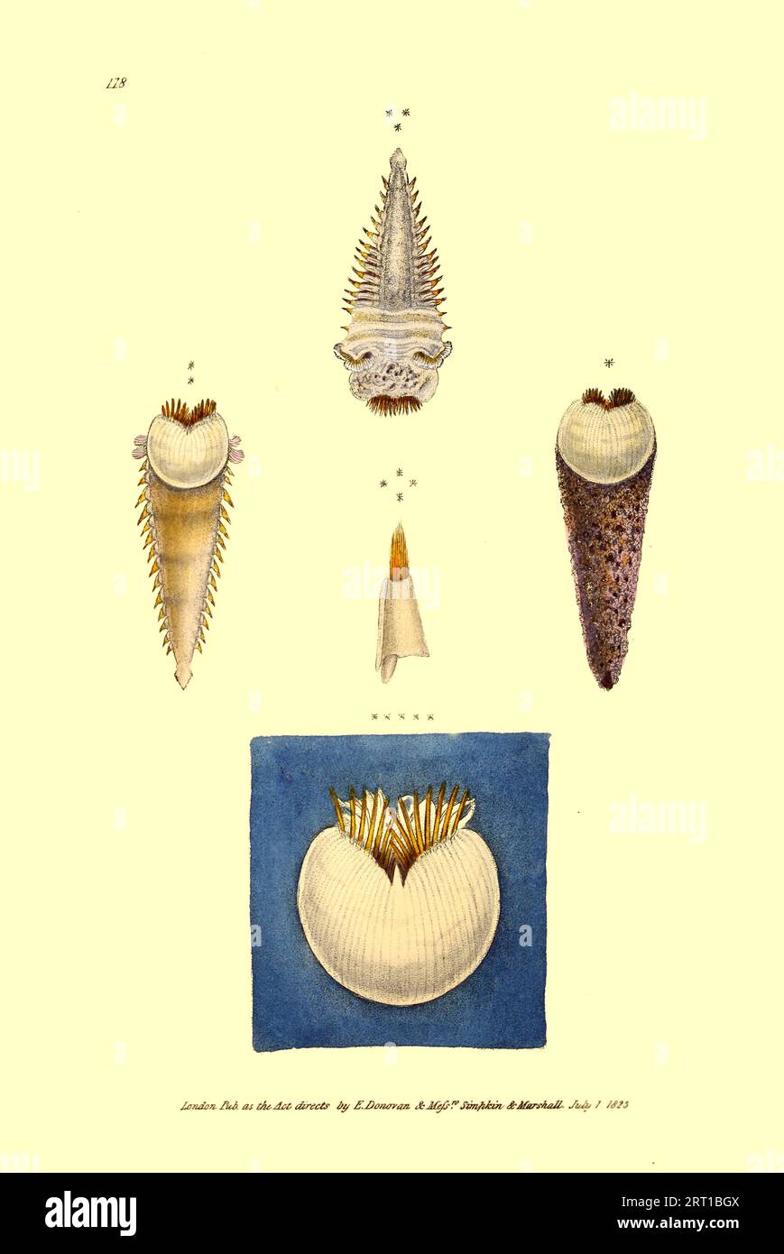 Pectinaria guildingii, Guilding's Pectinaria Pectinariidae, or the trumpet worms or ice cream cone worms, are a family of marine polychaete worms that build tubes using grains of sand roughly resembling ice cream cones or trumpets. These structures can be up to 5 centimetres (2 in) long. Coloured Plate from ' The Naturalist's repository, or, Monthly miscellany of exotic natural history by Donovan, E. (Edward), 1768-1837 Volume 4 1826 Consisting of elegantly coloured plates with appropriate scientific and general directions of the most curious, scarce, and beautiful productions of nature that h Stock Photo
