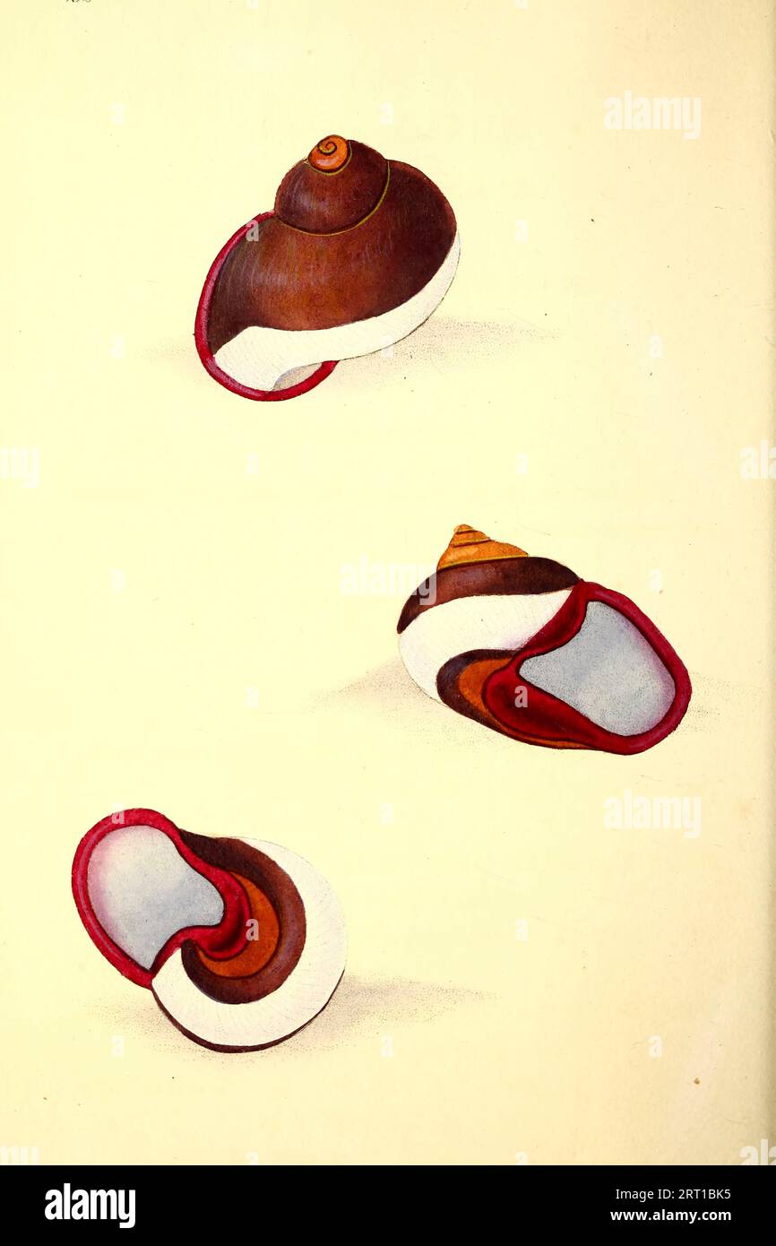 Acavus haemastoma is a species of air-breathing land snail, terrestrial pulmonate gastropod mollusks in the family Acavidae. here as Helix haemastoma, Red-mouthed Snail Coloured Plate from ' The Naturalist's repository, or, Monthly miscellany of exotic natural history by Donovan, E. (Edward), 1768-1837 Volume 4 1826 Consisting of elegantly coloured plates with appropriate scientific and general directions of the most curious, scarce, and beautiful productions of nature that have been recently discovered in various parts of the world the latest improvements in the various department of science Stock Photo