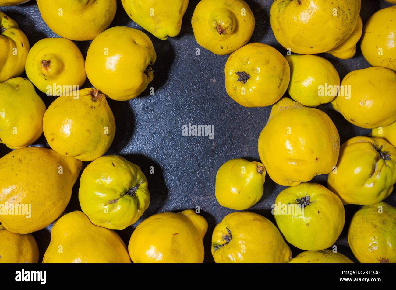 Flat lay of a pile of ripe raw yellow quince fruit lying on dark table with round hole in the middle Stock Photo