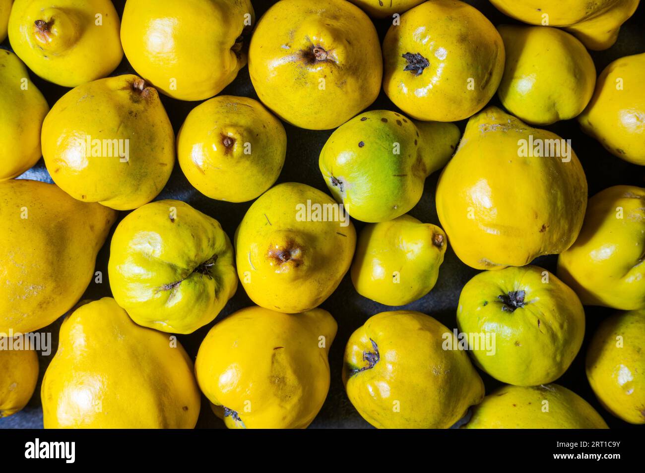 Flat lay of a pile of ripe raw yellow quince fruit lying on dark table Stock Photo