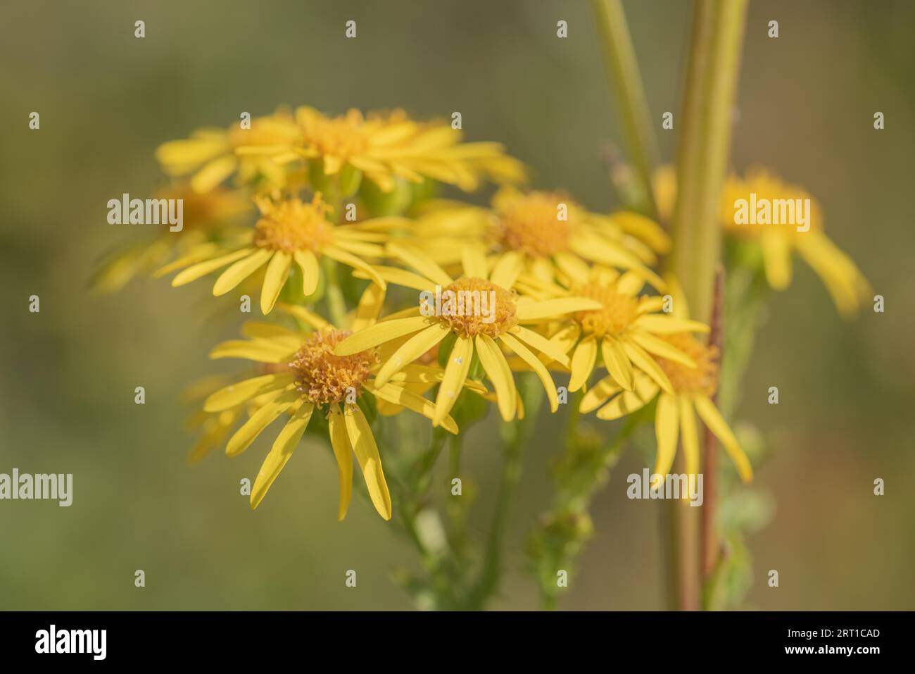 Ragwort flowers in midsummer Stock Photo