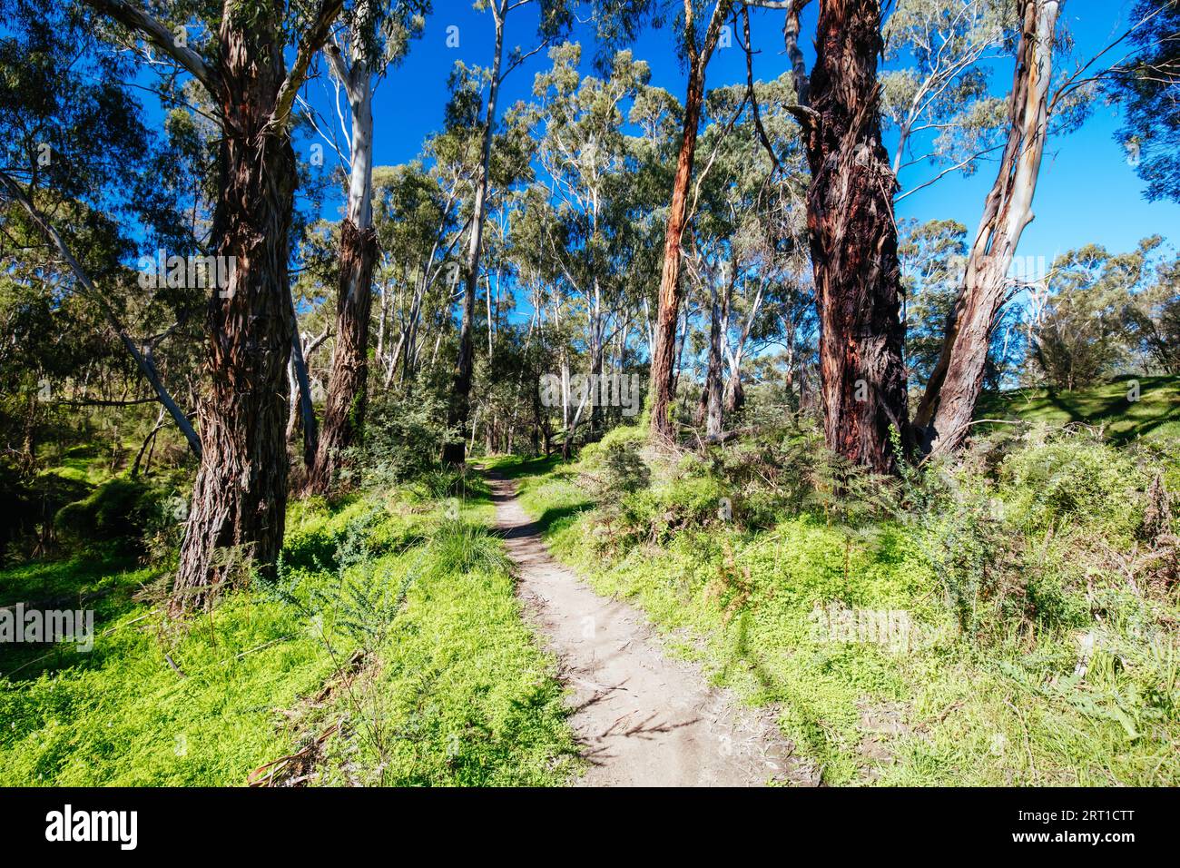 Mountain bike trails and landscape around Plenty Gorge in Northern Melbourne in Victoria Australia Stock Photo Alamy