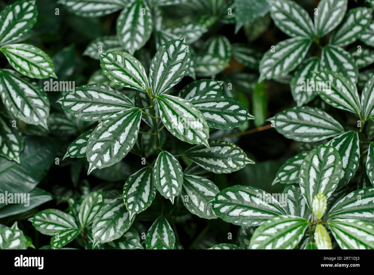 Fittonia variegated close up tropical houseplant background Stock Photo
