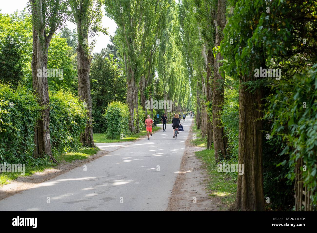 Copenhagen, Denmark, June 10, 2021: A tree alley and people on popular Assistens Cemetery Stock Photo