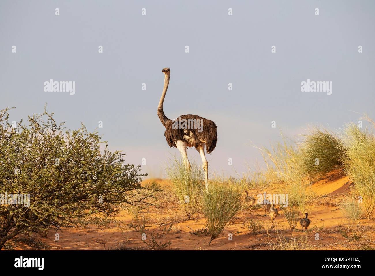 Ostrich (Struthio camelus) . Female with four chicks on a grass-grown sand dune. Kalahari Desert, Kgalagadi Transfrontier Park, South Africa Stock Photo