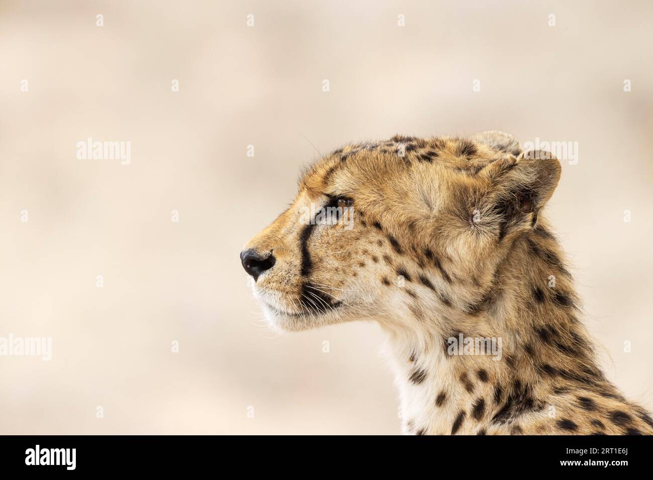 Cheetah face detail hi-res stock photography and images - Alamy Cheetah face detail hi-res stock photography and images - Alamy