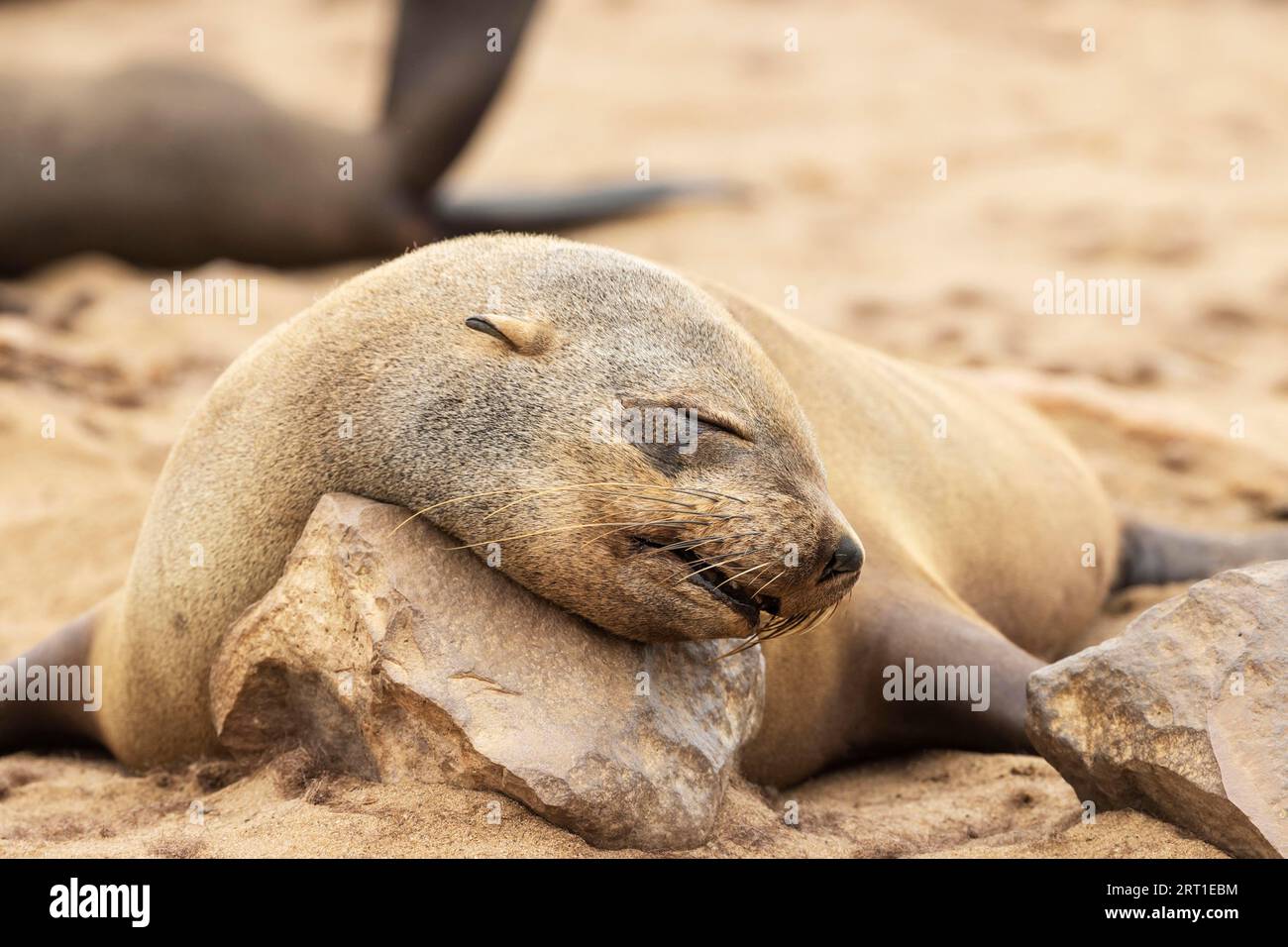 Cape Fur Seal (Arctocephalus pusillus) . Resting. Cape Cross Seal Reserve, Skeleton Coast, Dorob National Park, Namibia Stock Photo