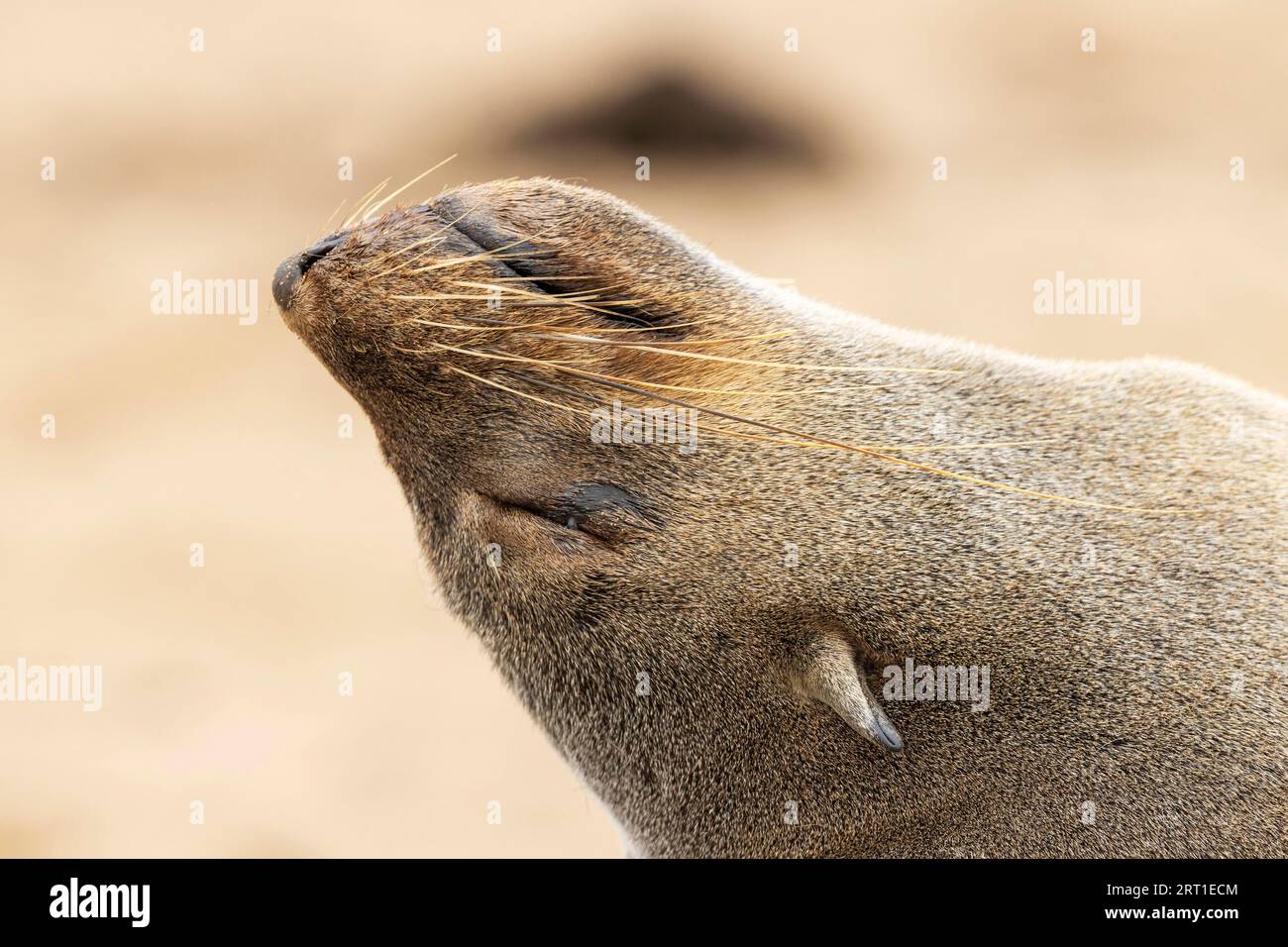 Cape Fur Seal (Arctocephalus pusillus) . Resting. Cape Cross Seal Reserve, Skeleton Coast, Dorob National Park, Namibia Stock Photo