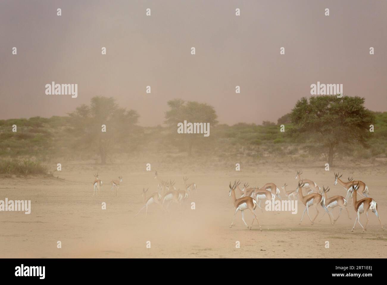 Springbok (Antidorcas marsupialis) . During a sandstorm in the dry bed ...