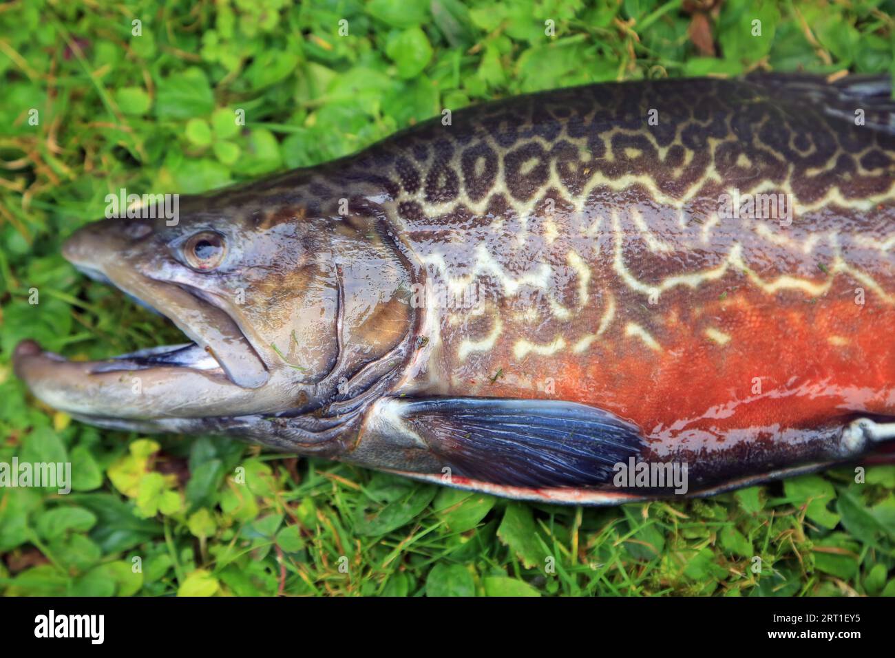 Tiger trout, crossbreed, hybrid, Salmo trutta fario x (Salvelinus fontinalis) Stock Photo