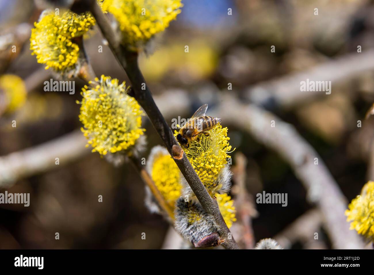 Willows bloom in a meadow, first wild bees fly to the catkins named and protected flowers to collect pollen Stock Photo