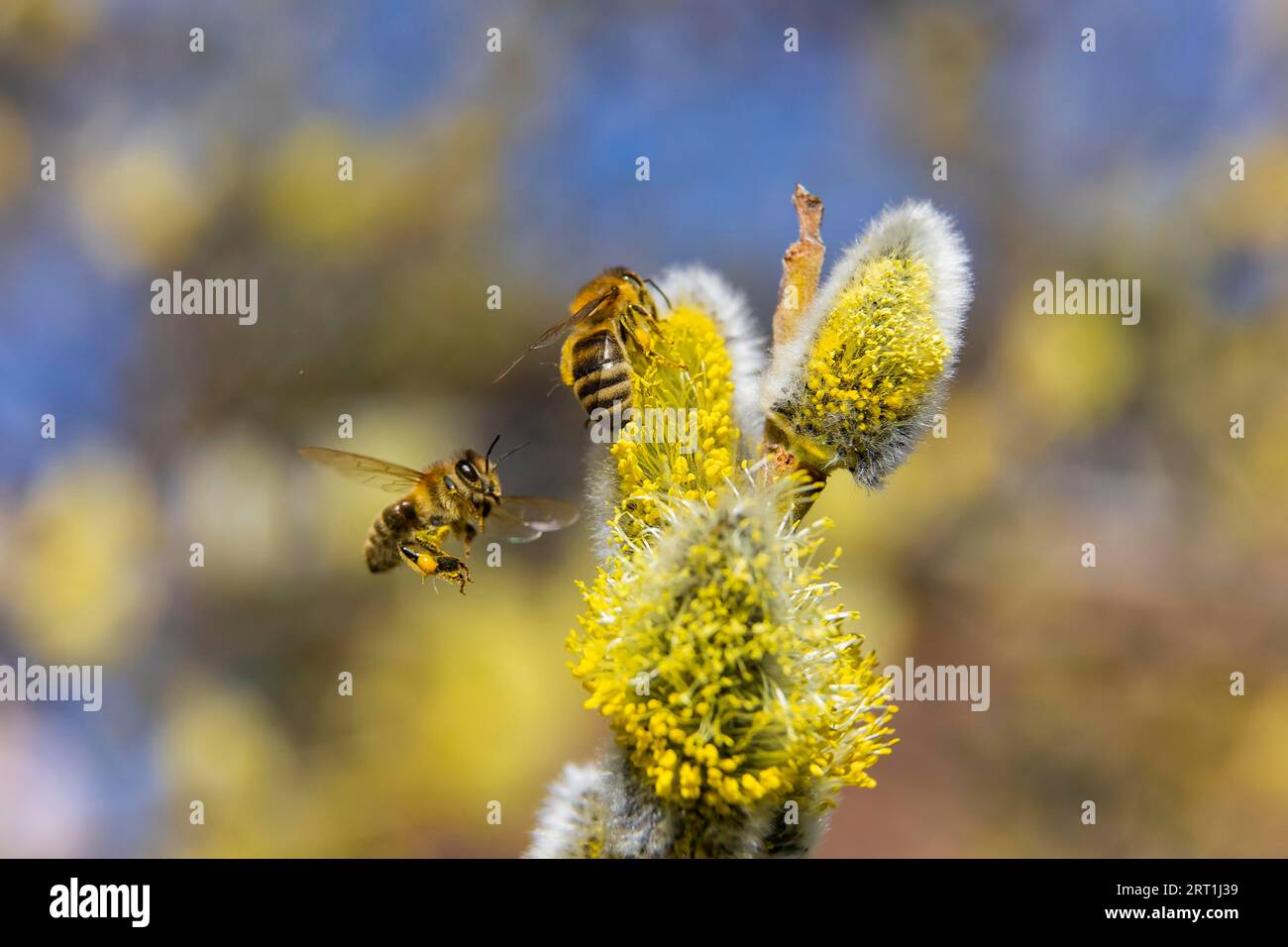 Willows bloom in a meadow, first wild bees fly to the catkins named and protected flowers to collect pollen Stock Photo