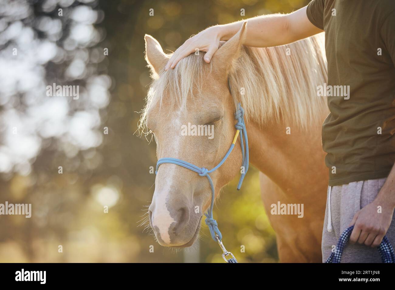 Man is stroking of therapy horse. Themes hippotherapy, care and friendship between people and animals. Stock Photo