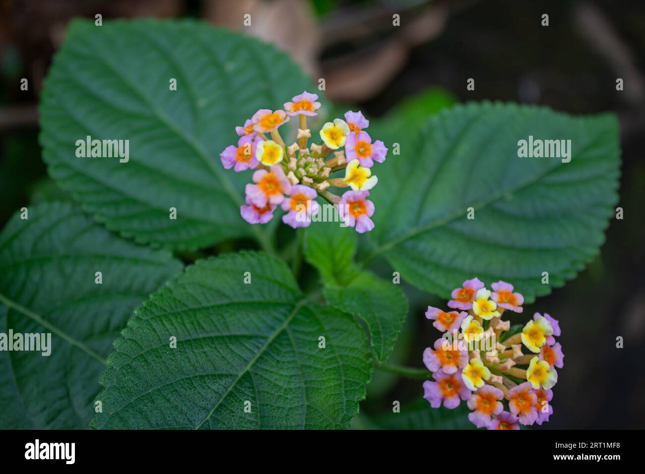 Kottakkal hi-res stock photography and images - Alamy