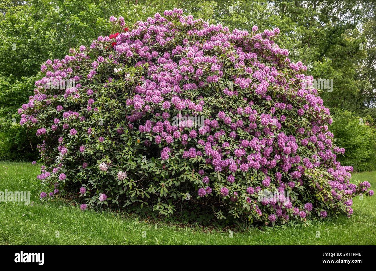 Rhododendron bush in Muenhberg City Park Stock Photo