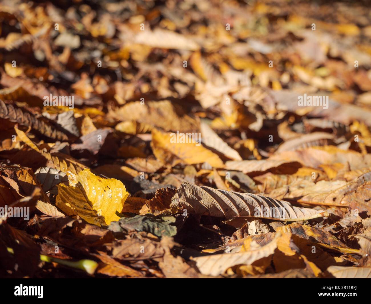 Brown leaves on sunny cobblestone walkway in October Stock Photo - Alamy