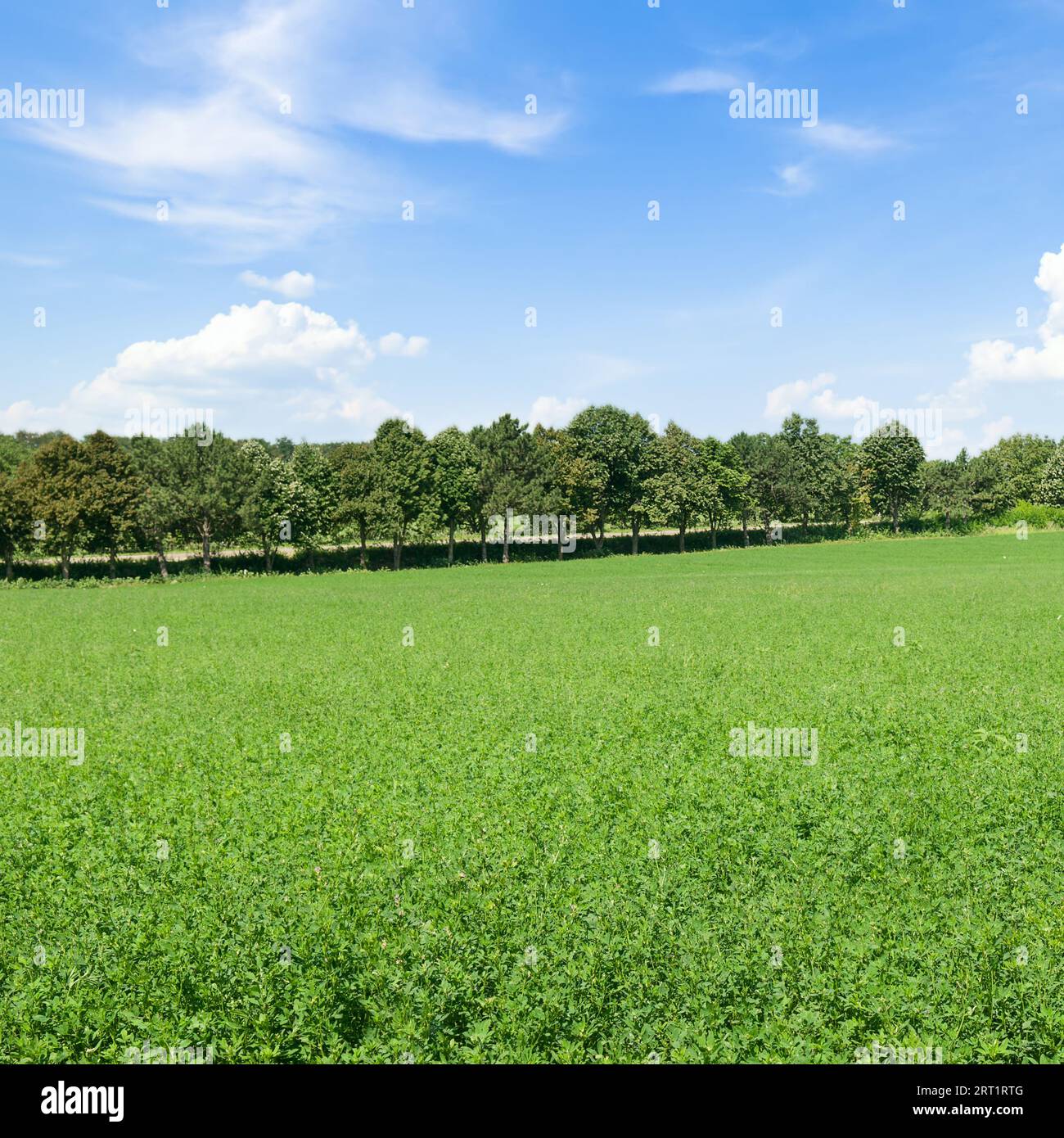 Bright green alfalfa field and blue cloudy sky Stock Photo Alamy