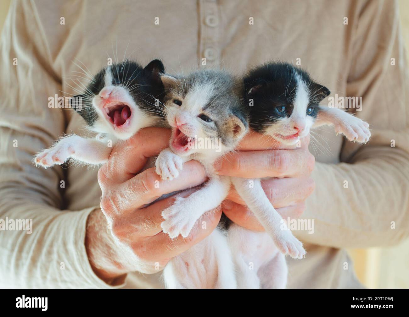 Love nature and Adopt pet concept. Small kitten in male hand Stock Photo