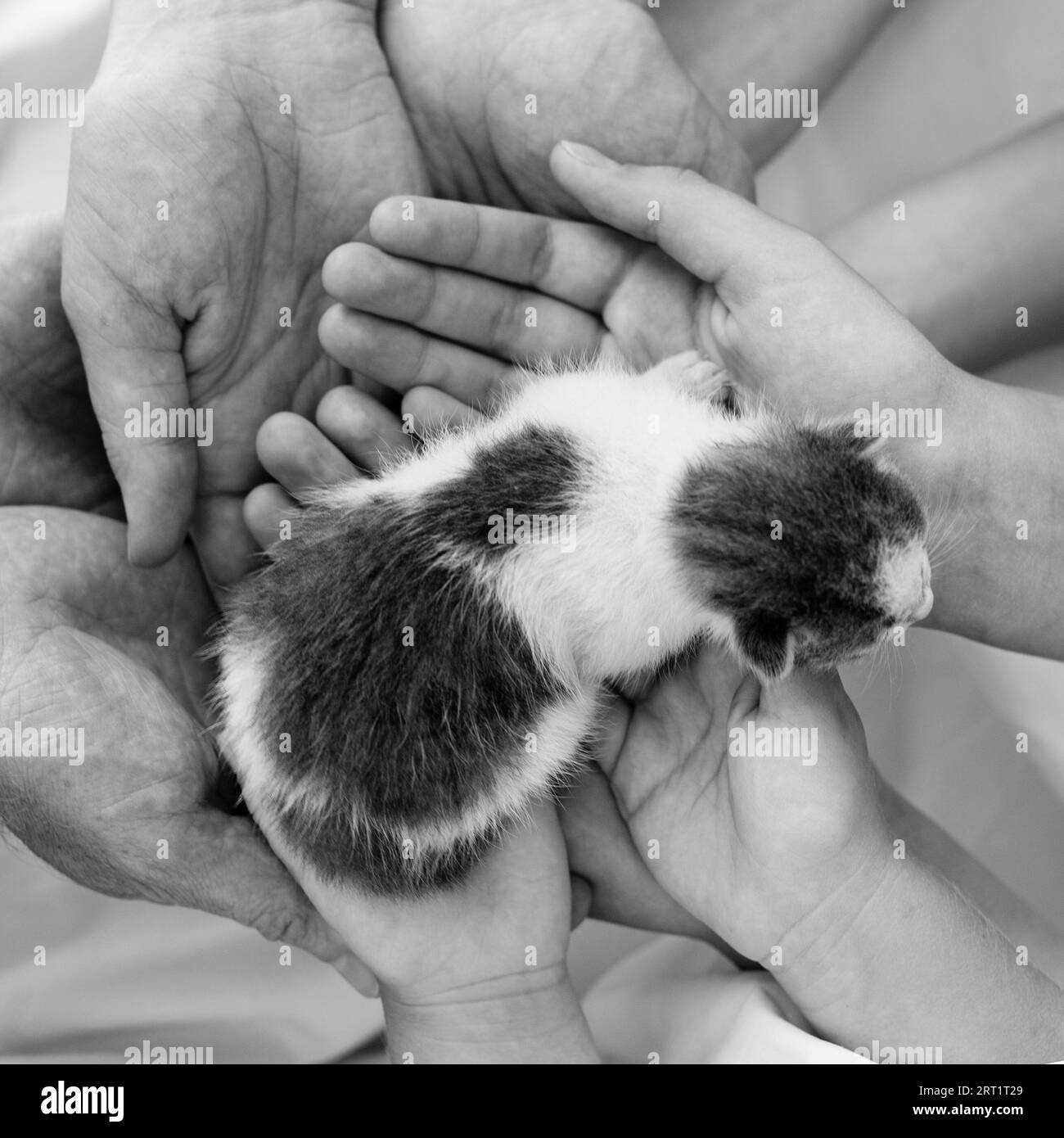 Black and white photo of newborn baby kitten in human hands close up