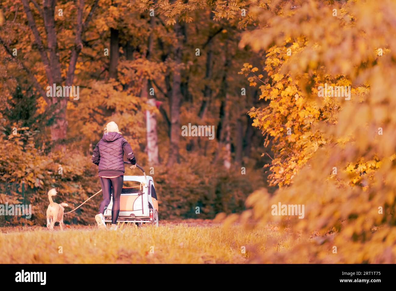 Unrecognizable woman seen from behind going on a walk with her leashed dog and a baby stroller in early morning with colorful tree foliage in autumn Stock Photo