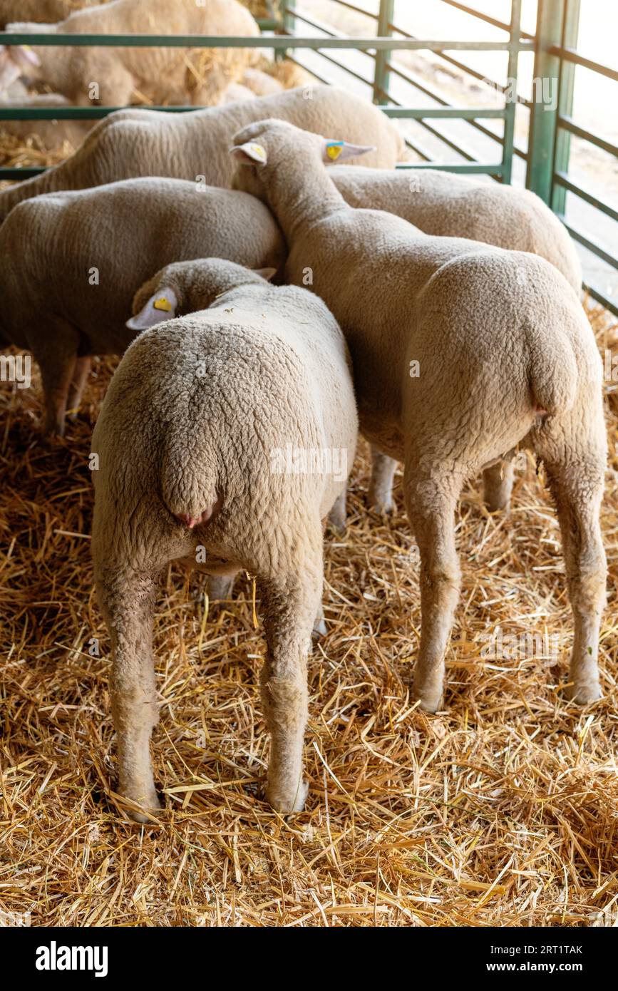 Rear view white sheep in paddock at livestock farm. Stock Photo