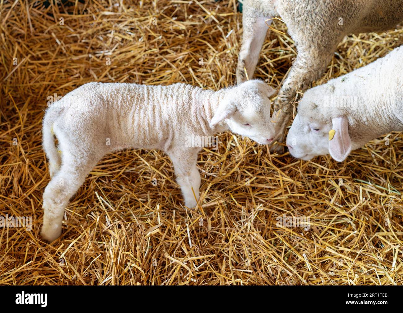 Adorable white newborn lamb with sheep in paddock at farm. Stock Photo