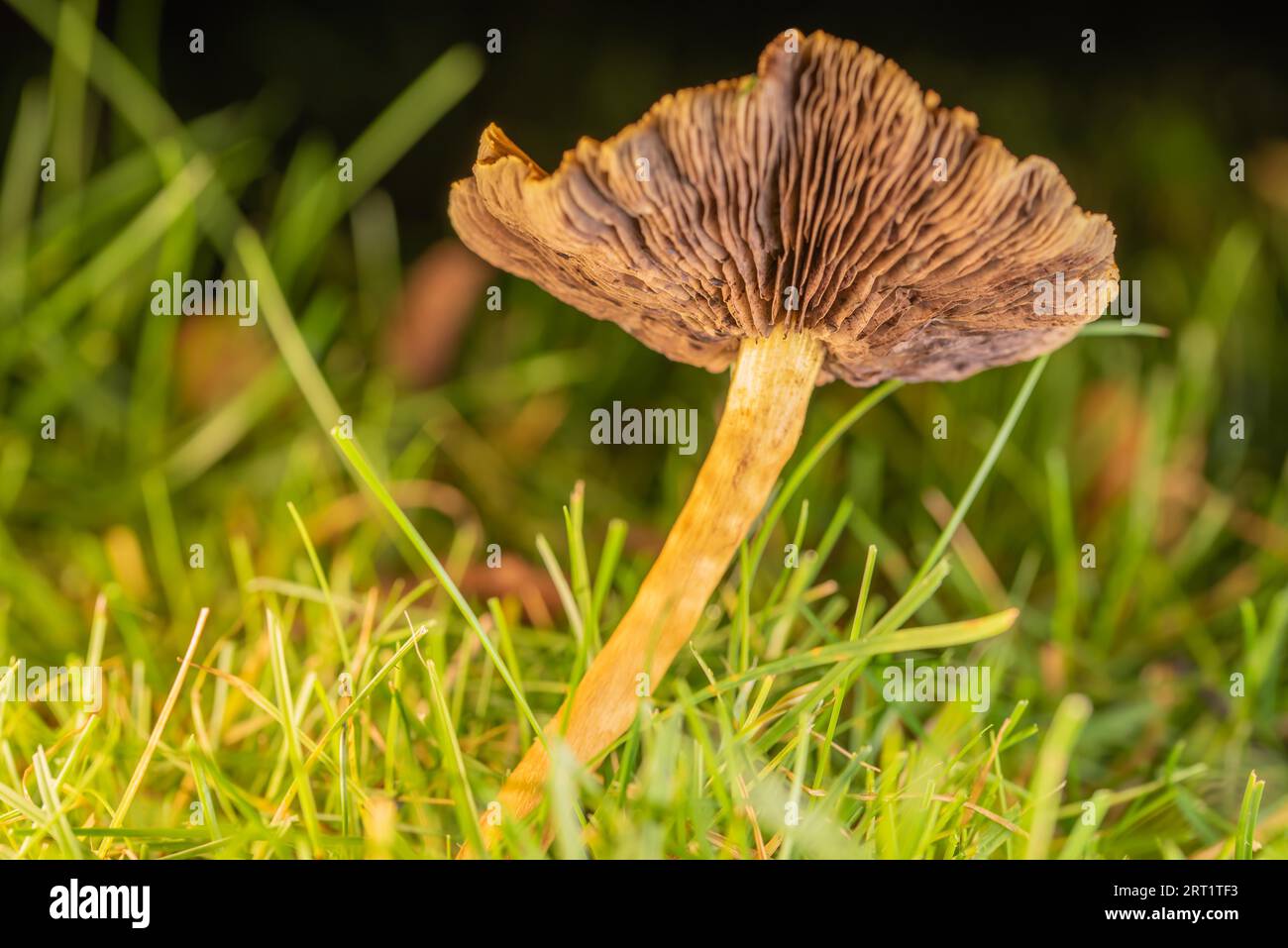 Trumpet chanterelle in the meadow Stock Photo