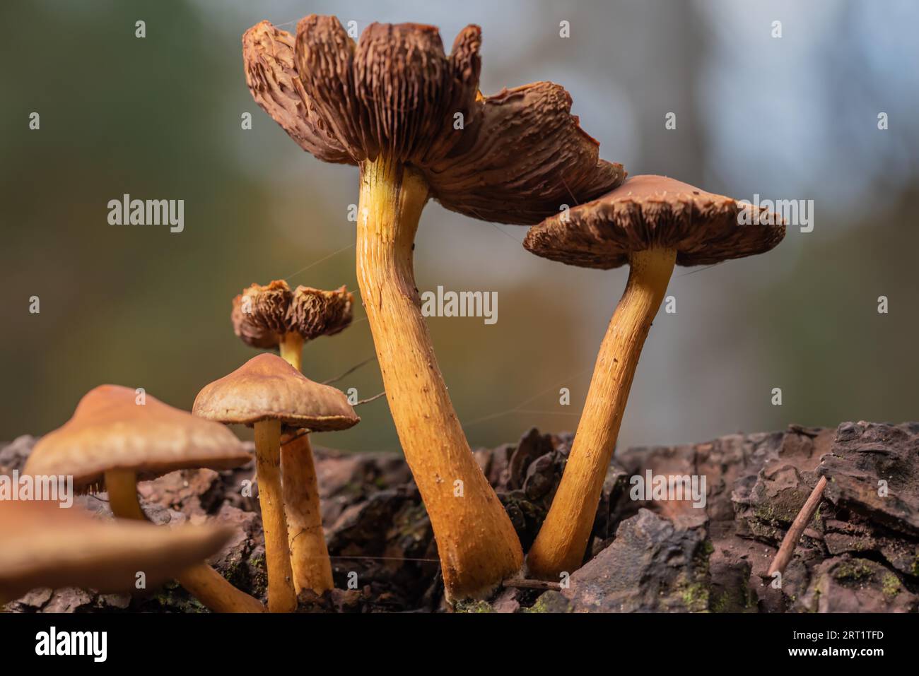 Trumpet chanterelle on a forest floor Stock Photo
