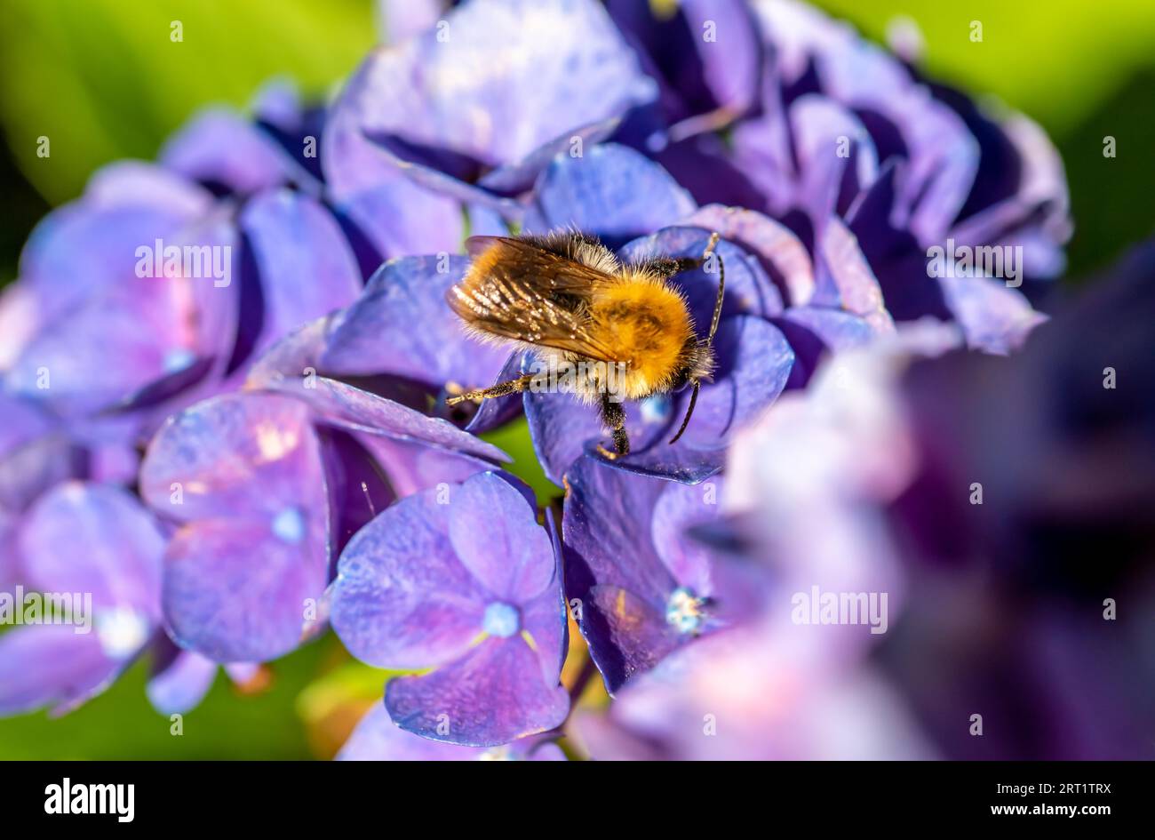Honey bee on a hydrangea Stock Photo Alamy