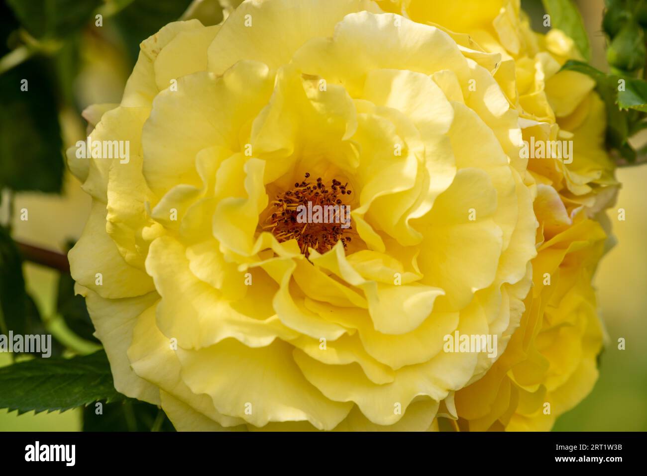 Gold Rose in full bloom Stock Photo