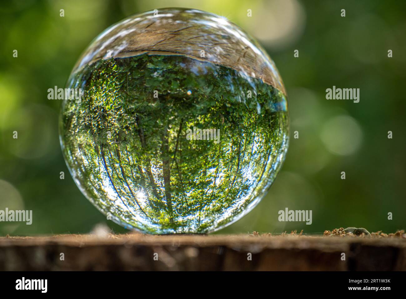 Glass ball photography on a tree root Stock Photo Alamy