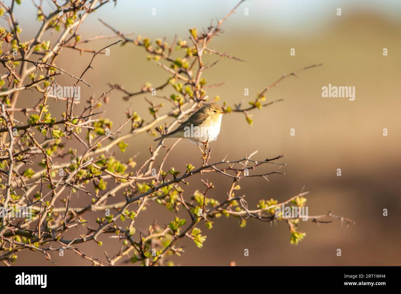 Songbird willow warbler in a shrub on a branch Stock Photo