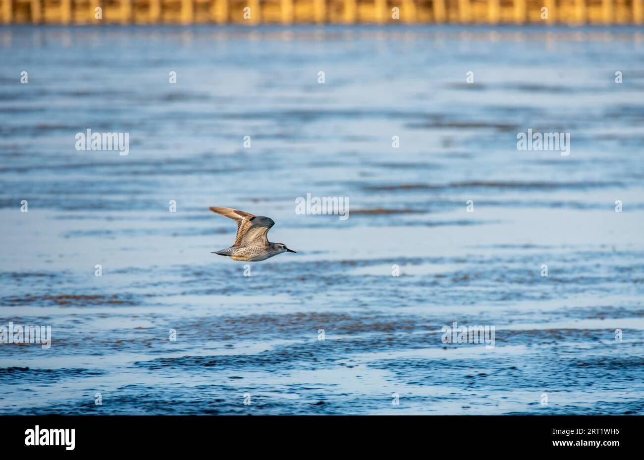 Snipe bird flying in the Wadden Sea National Park Stock Photo - Alamy