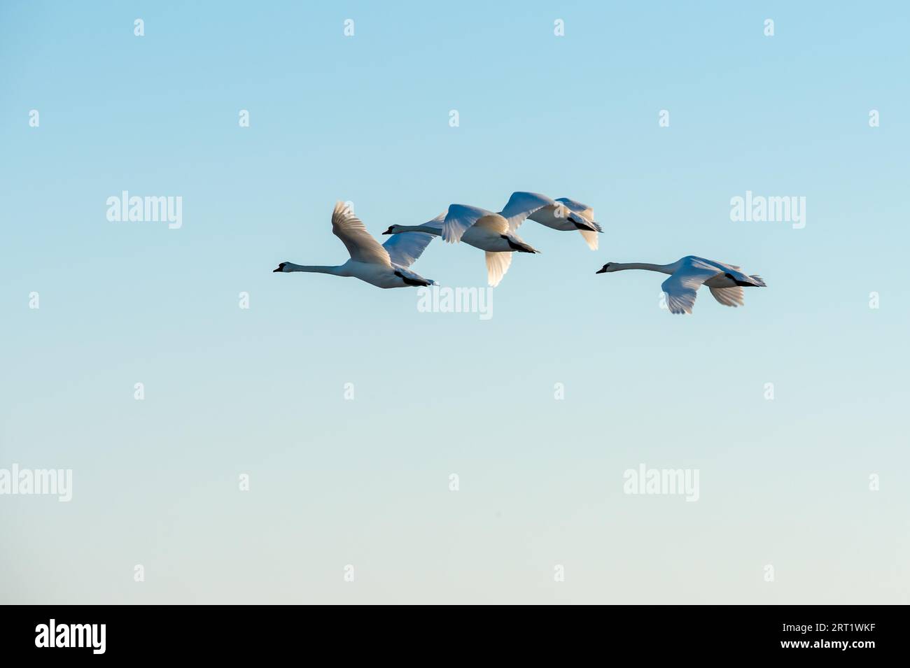 Swans flying in formation Stock Photo Alamy