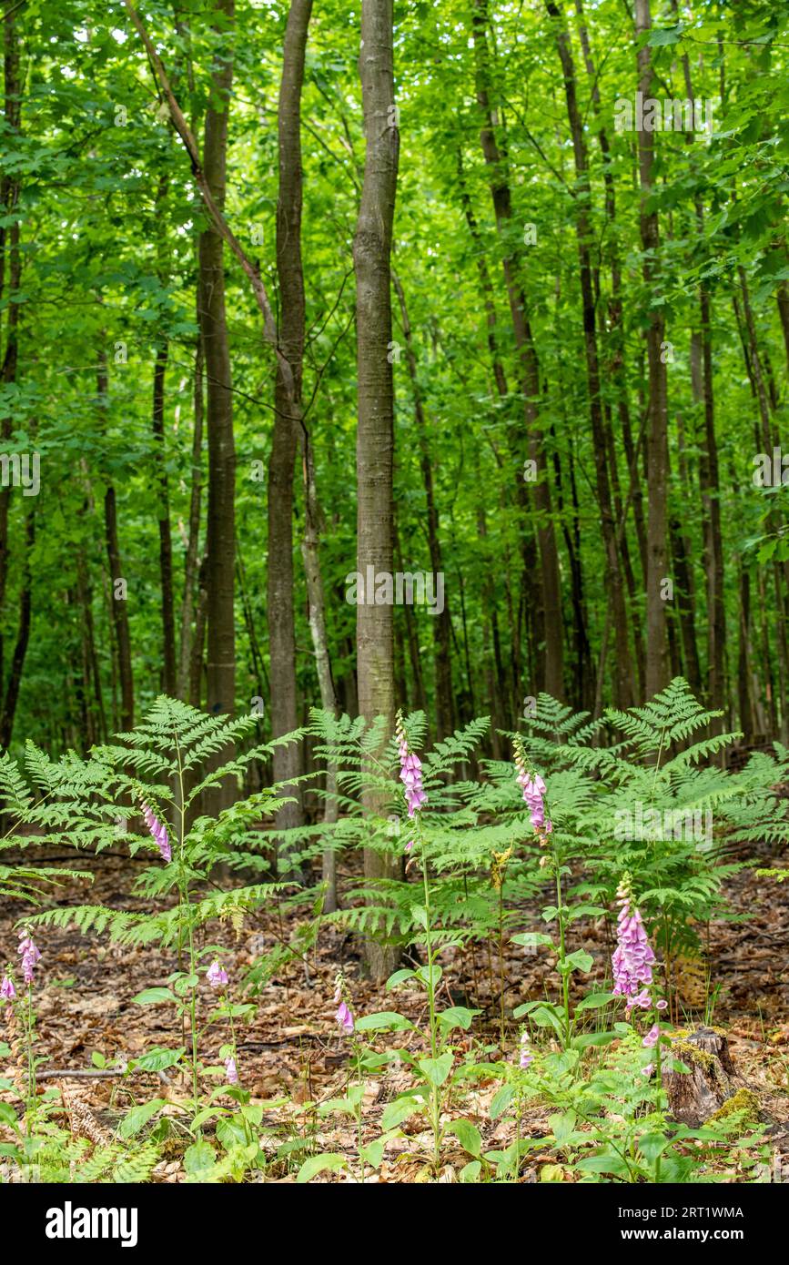 Red foxglove and bracken at the edge of the forest Stock Photo
