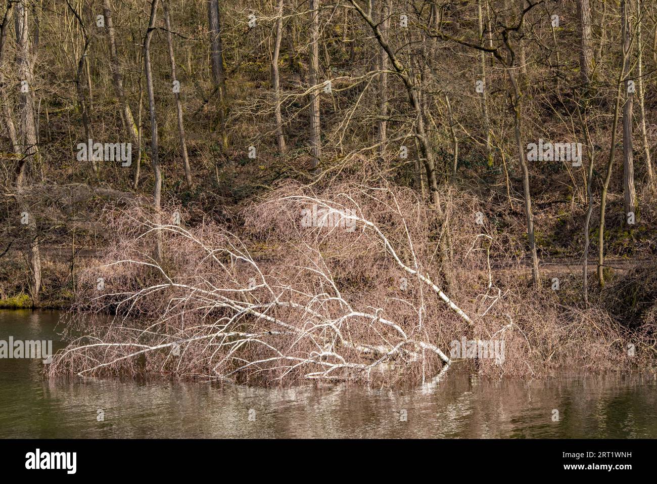 Birch tree in water hi-res stock photography and images - Alamy