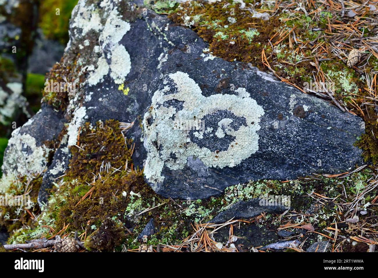 Beautiful pattern of lichen on a granite stone. Karelia, Russia Stock ...