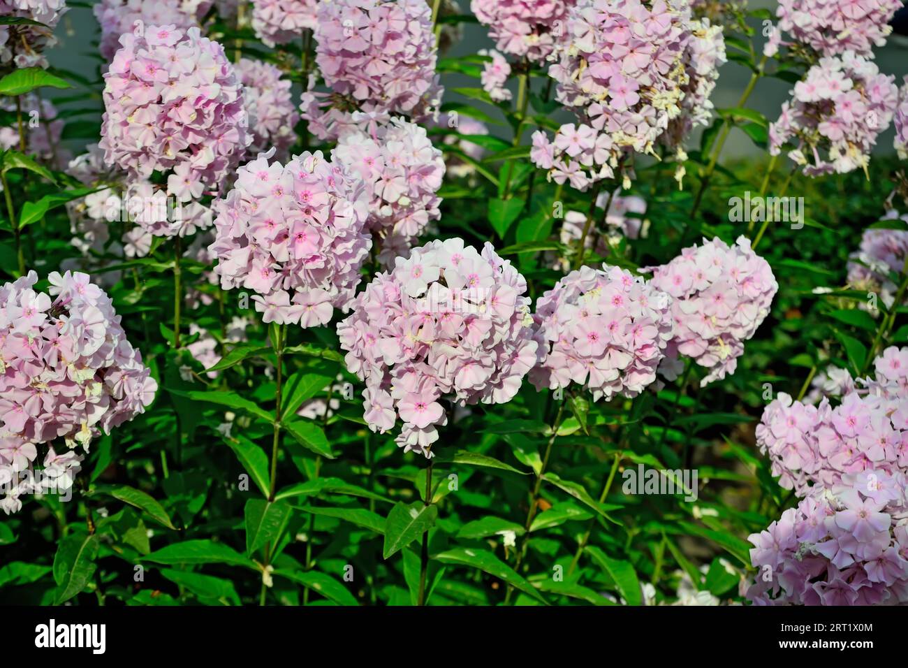 Flowerbed of beautiful pink phlox flowers close up in the bright sun Stock Photo