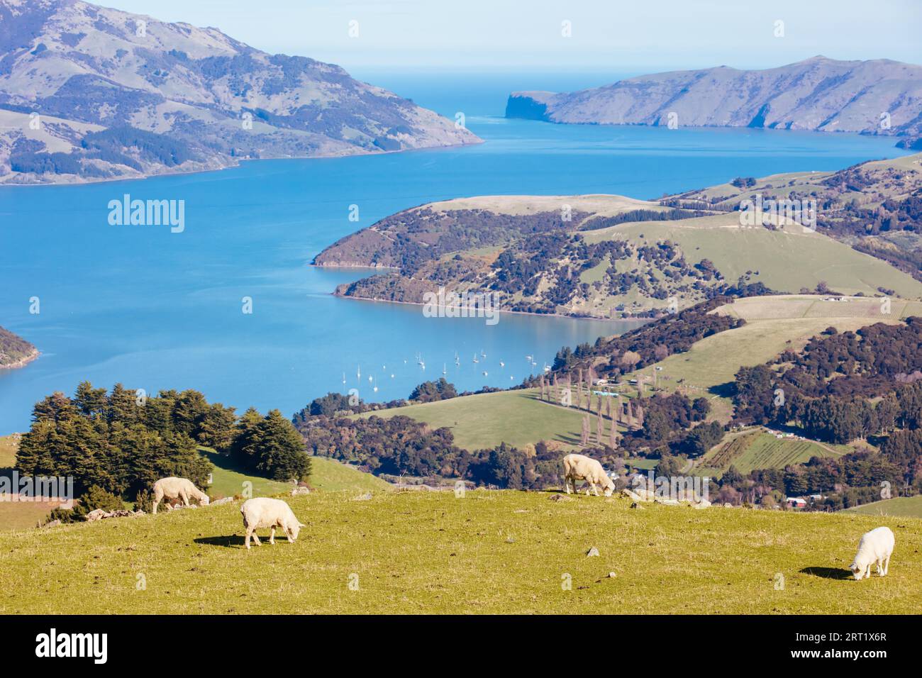 New zealand sheep on hill hi-res stock photography and images - Alamy