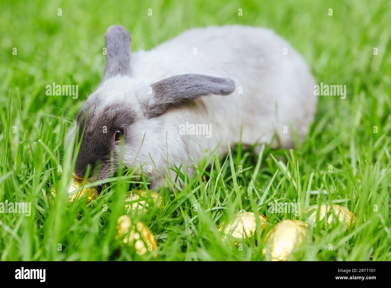 A beautiful lop rabbit against an isolated background of long green ...