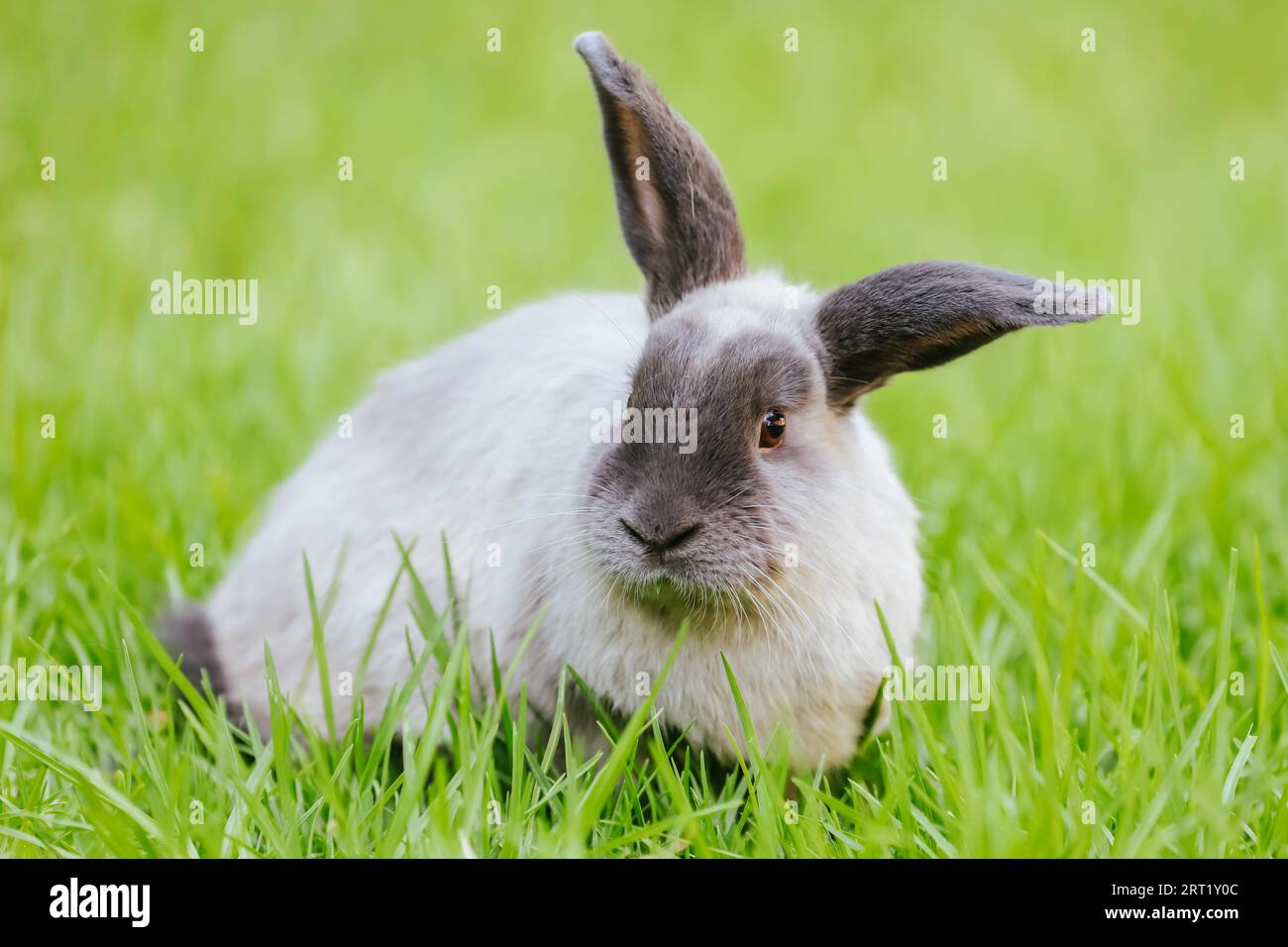 A beautiful lop rabbit against an isolated background of long green ...