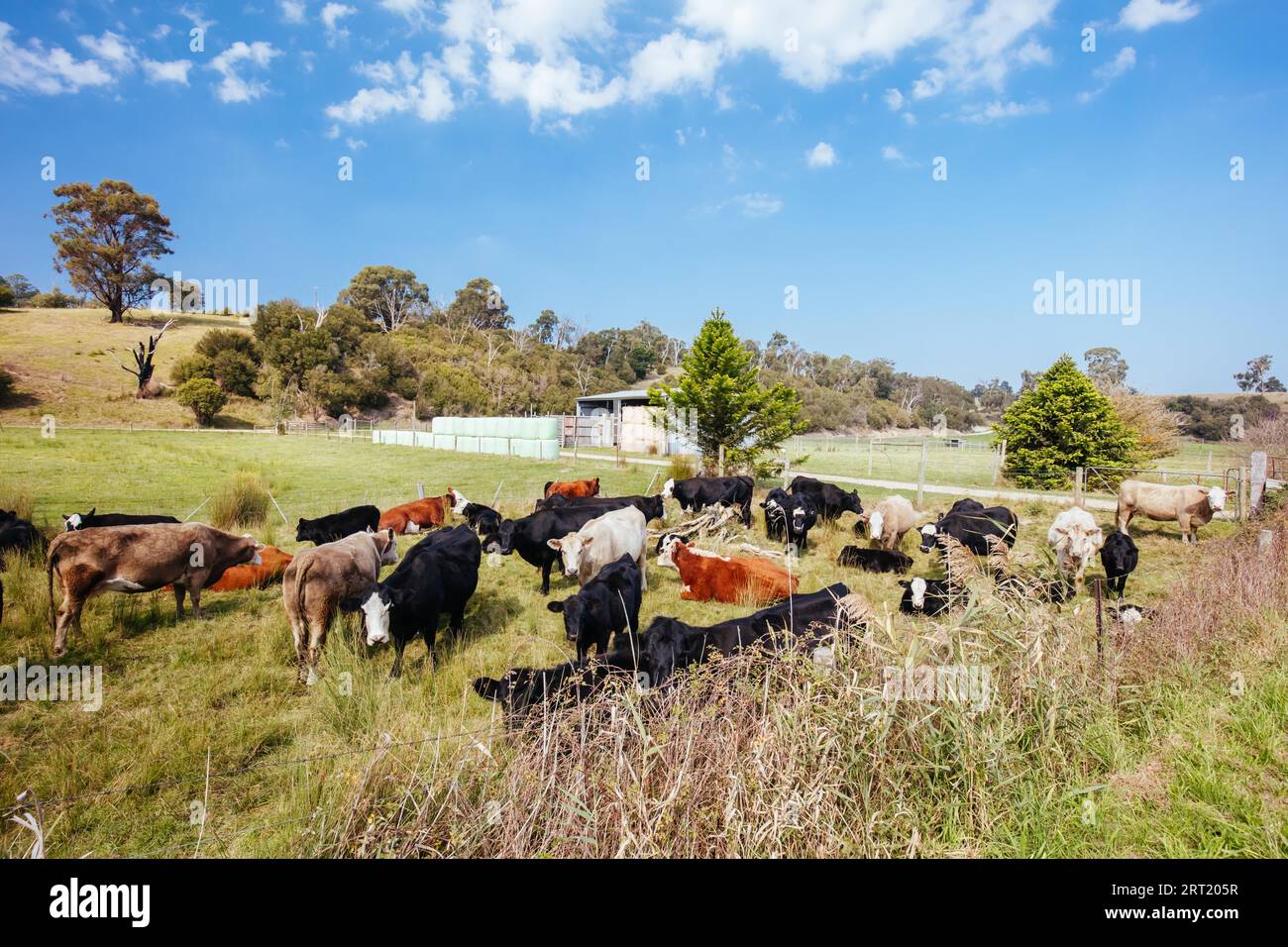 The popular Lilydale to Warburton Rail Trail between Woori Yallock station and Launching Place