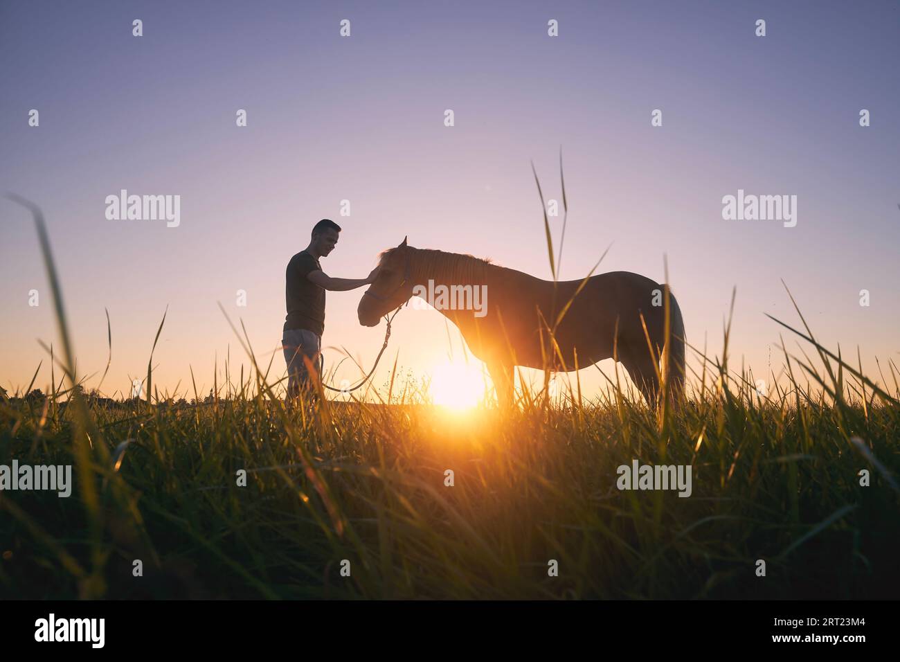 Silhousette of man while stroking of therapy horse on meadow at sunset. Themes hippotherapy, care and friendship between people and animals. Stock Photo